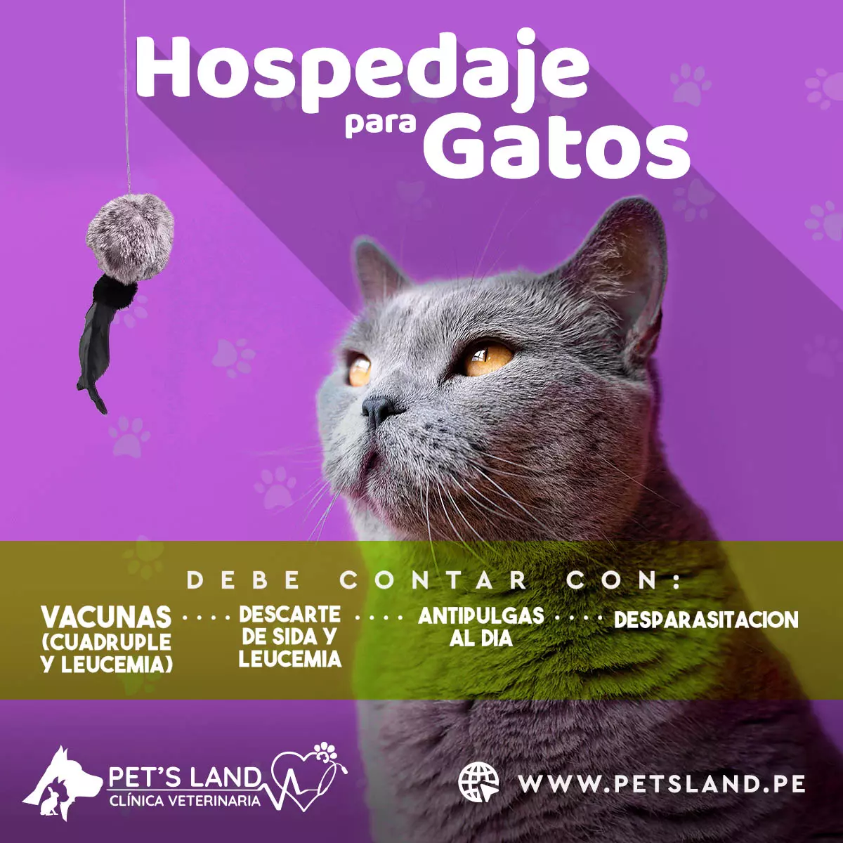 Hospedaje para gatos