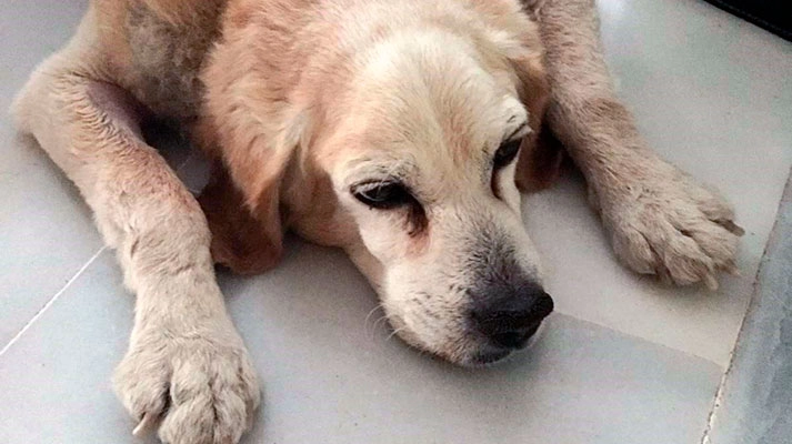 Entendiendo la enfermedad de Cushing en mascotas: causas, síntomas y tratamiento