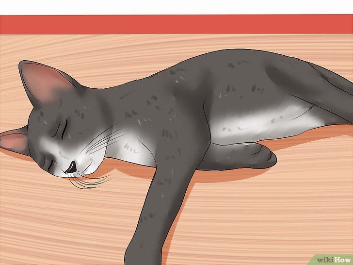 Lo que no te han contado sobre la leucemia felina y cómo proteger a tu gato