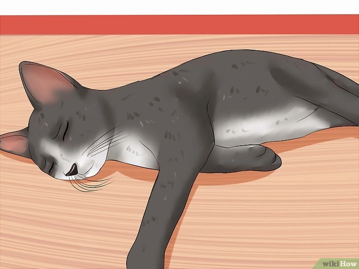 Lo que no te han contado sobre la leucemia felina y cómo proteger a tu gato